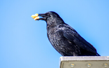 Corbeau avec dans le bec du pain