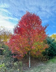 Naklejka premium Red foliage single tree 