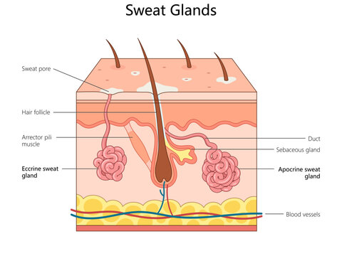 human sweat glands, including eccrine and apocrine glands, hair follicle, sebaceous gland, and blood vessels diagram hand drawn schematic vector illustration. Medical science educational illustration