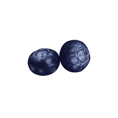 Realistic watercolor illustration of two ripe blueberries on white background. for packaging design, menus, food blogs, healthy eating and natural products illustrations.