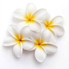 white frangipani flowers