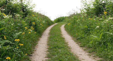 Obraz premium Serene Countryside Path A Rustic Dirt Road Winding Through Lush Green Meadows and Wildflowers