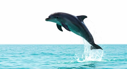 Fototapeta premium Jumping Dolphin: Amazing Ocean Wildlife