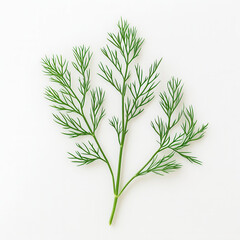Fototapeta premium dill isolated on white background