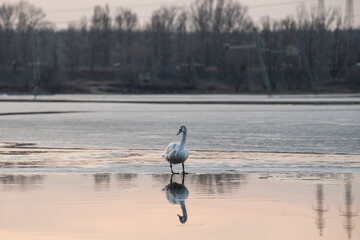 A serene swan moves gracefully across a frozen lake as the sun sets. The soft light casts reflections on the icy surface, creating a tranquil atmosphere