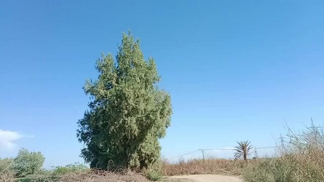 Tall tamarix aphylla tree with blue sky background.Athel tamarisk tree ,Athel tree or  Athel pine plant 