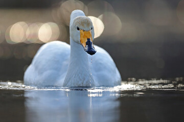 Łabędź krzykliwy (Cygnus cygnus) © Bartosz Rakoczy