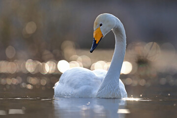 Łabędź krzykliwy (Cygnus cygnus) © Bartosz Rakoczy