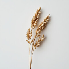 Fototapeta premium ears of wheat
