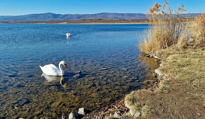 Swans on the lake Milada. Czech republic, europe.