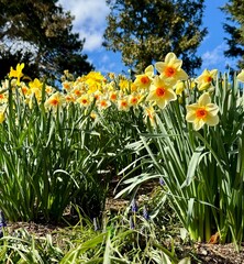 daffodils in spring