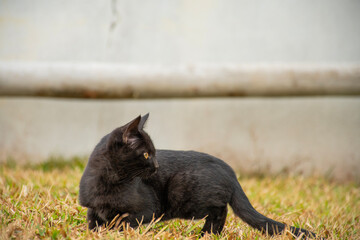 black kitten close-up in the grass attentive kitten looking back
