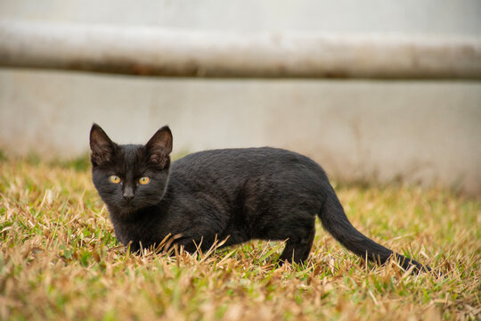 black kitten close-up in the grass attentive kitten