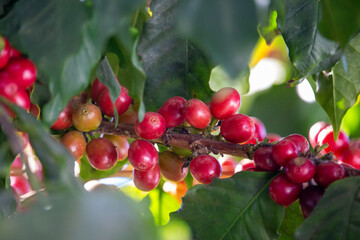 Obraz premium Cafezeiro carregado de café 