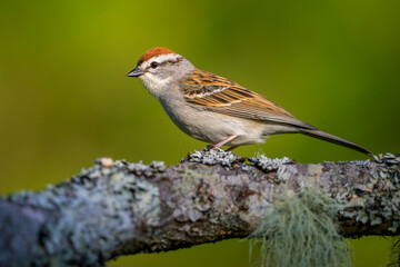 Chipping Sparrow bird perching on tree branch