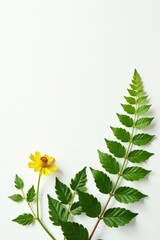 Delicate ferns unfolding on pure white canvas, flowers, organic, simplicity