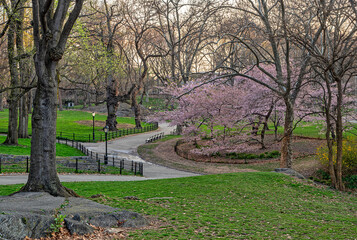 Central Park in spring, early morning