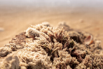 Abstract macrophotography of seaweed on a background of sea sand