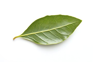 Obraz premium a single bay leaf against a white background