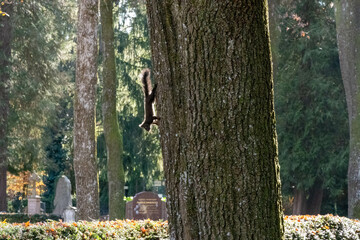 Eichhörnchen auf Baum