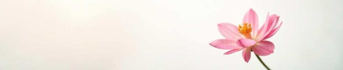 Fototapeta premium Delicate flower isolated on white background with soft light fall, bloom, white, background