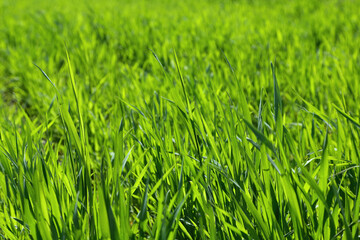 Сlose up green grass on the lawn as background.	