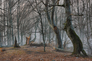 Wild beech forest in the mountains on a foggy evening in the magical colors of the setting sun.