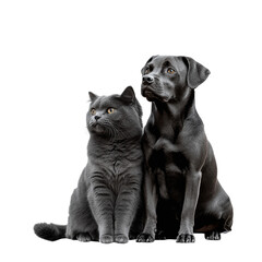 Naklejka premium British Shorthair cat and a dog sitting together, animal friendship, isolated on a white transparent background.