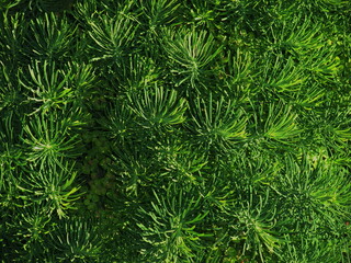 Vibrant green foliage showcasing the lush beauty of nature in a sunny outdoor setting