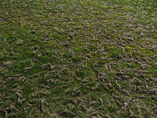 Green grass with scattered catkins fallen from trees, creating a unique natural texture