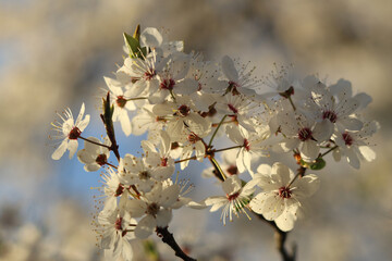 Gorgeous white apricot blossoms against a bright spring sky.