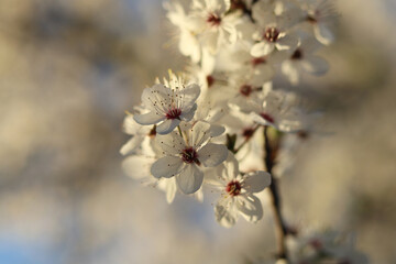 White abundant apricot flowers on a blurred background.
