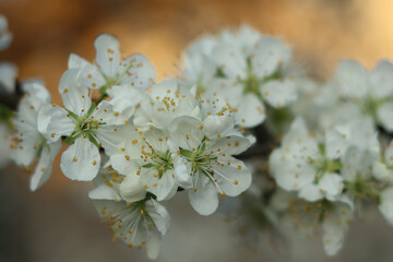 Beautiful white plum blossoms in the evening.