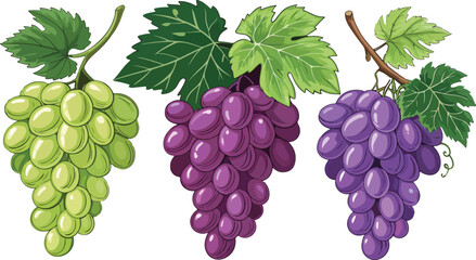 Grapes in white background vector design, Grapes Illustration vector design