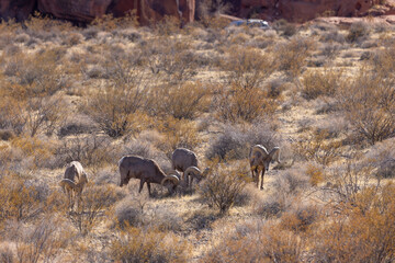 Desert Bighorn Sheep Rams in the Nevada Desert