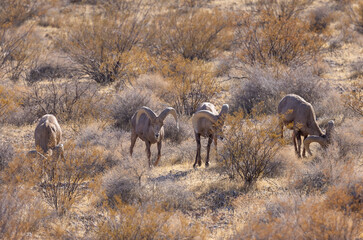 Desert Bighorn Sheep Rams in the Nevada Desert