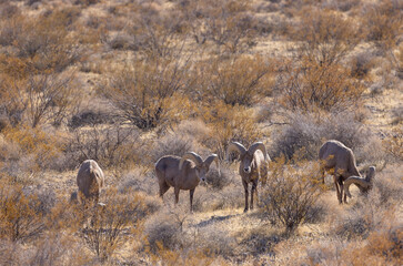 Desert Bighorn Sheep Rams in the Nevada Desert