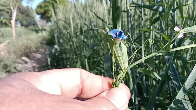 lathyrus sativus flower with green background or flower of the Grass Pea	