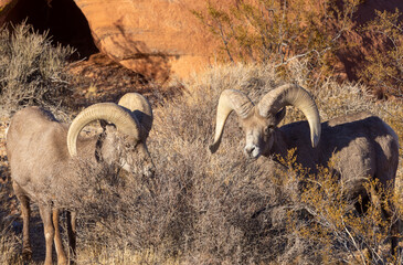Desert Bighorn Sheep Rams in the Nevada Desert