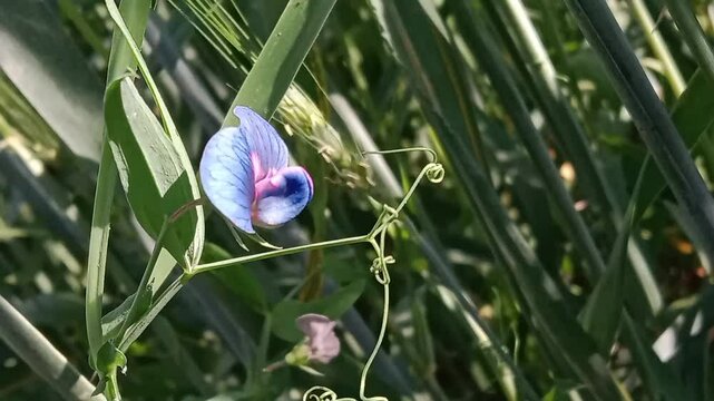 lathyrus sativus flower with green background or flower of the Grass Pea	