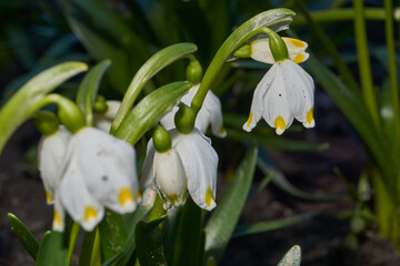 Spring snowflake (lat. Leucojum vernum) is blooming. Spring snowflake is a plant species of the...