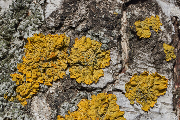 Wall Xanthoria (lat. Xanthoria parietina) is a lichen of the Telochistaceae family, a species of...