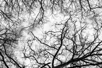 pattern of branches against cloudy backdrop, forest background concept