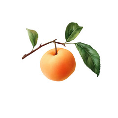 Apricot Fruit Stock Photo