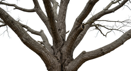 Majestic Winter Tree Trunk Branches Nature  Stock Image