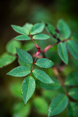 close up of a green leaf