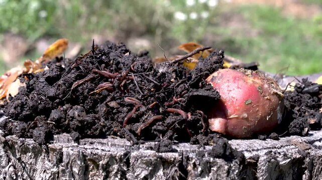 Worms and organic compost. Fertile soil. Vermicompost fertilizer. Organic fertilizer. Red-striped worm. Eisenia foetida