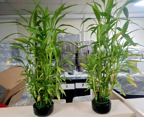 Fototapeta premium plant in a pot