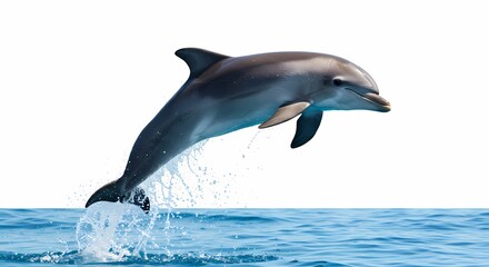 Fototapeta premium Leaping Dolphin Ocean Majesty
