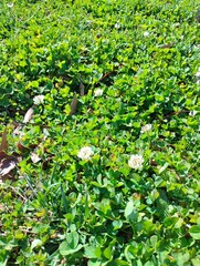 White clover flowers in spring tree hedge bush need to not be there
